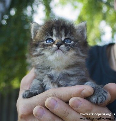 Віддам у хороші руки