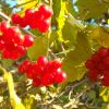 Природа