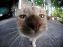 Котельбух